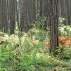 gestern (2) Wald bei Leinach unweit von Würzburg