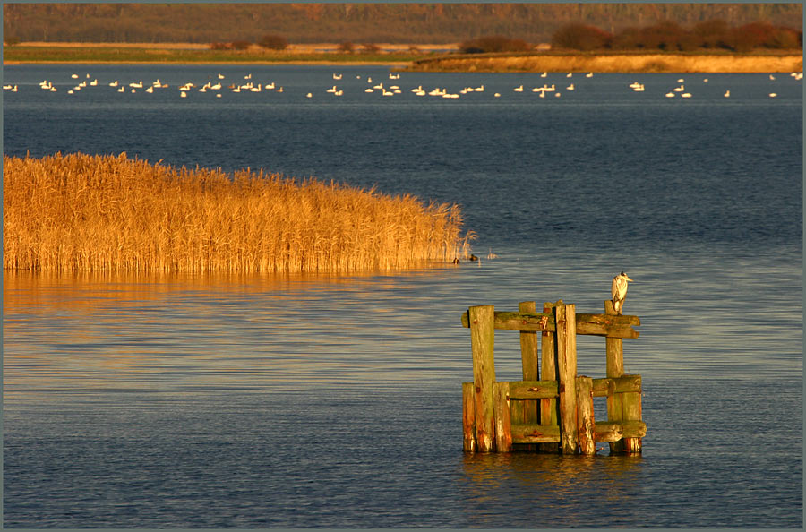 Gestern Abend am Bodden