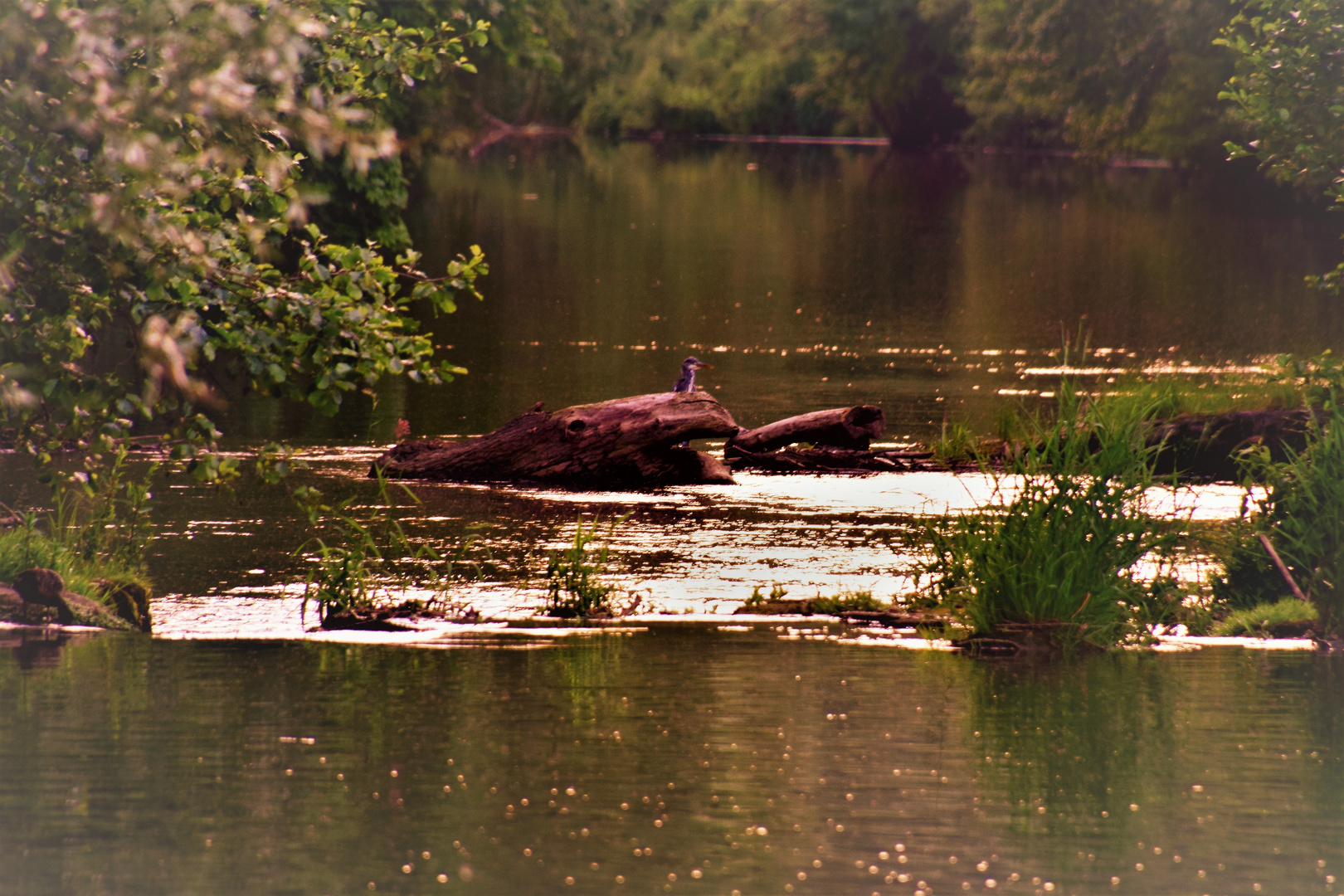 Gestern Abend am Fluss ......