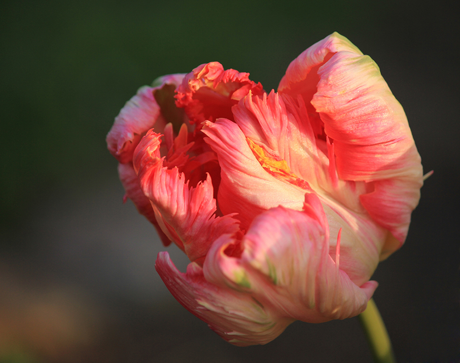 Gestern Abend im Garten