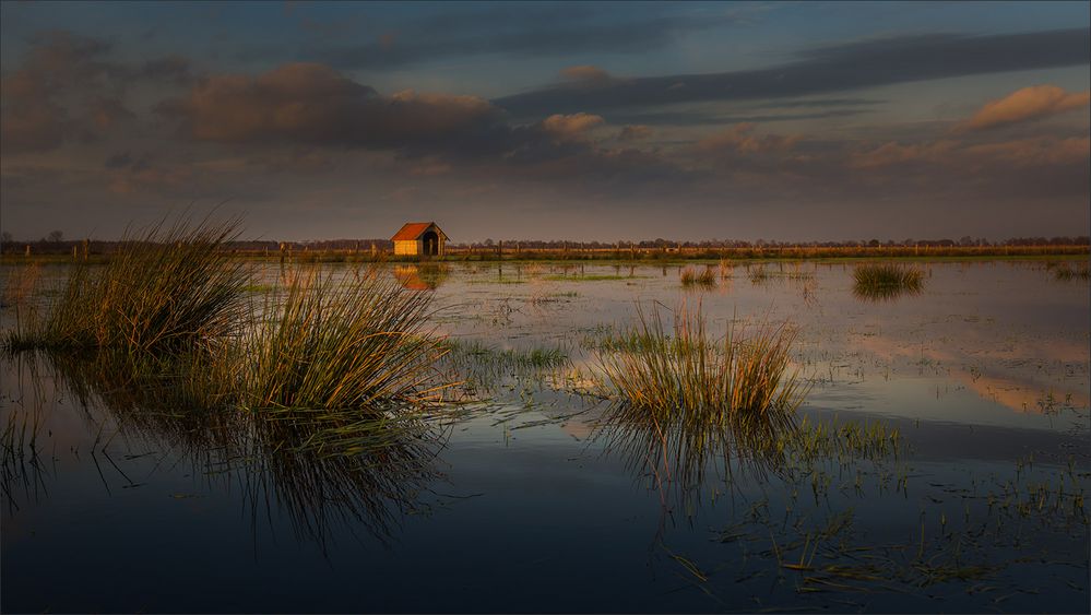 Gestern Abend im Moor ...