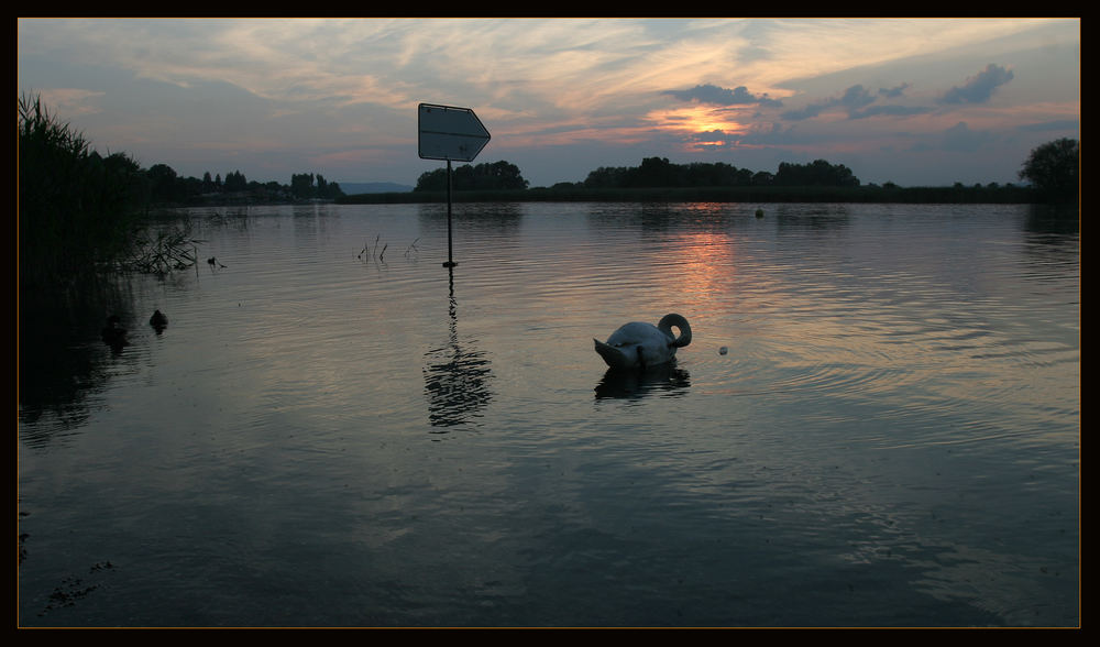 gestern Abend in der Badi Tägerwilen Sonnenuntergang mit Schwan