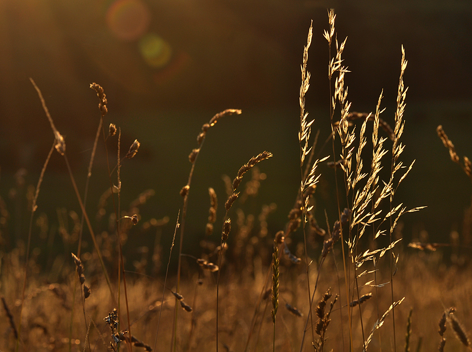 gestern Abend war Sommer