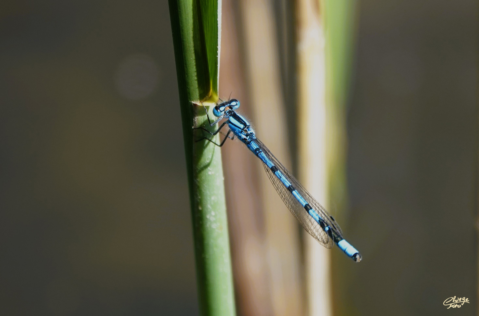 Gestern, am 01.Mai fotografiert.