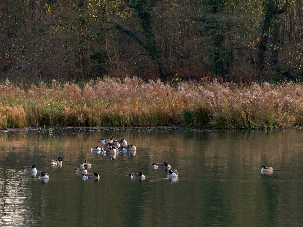 Gestern am Aprather Mühlenteich