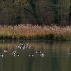 Gestern am Aprather Mühlenteich