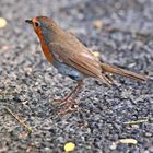 gestern am Gänseweiher