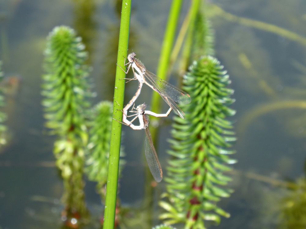Gestern am Gartenteich Foto & Bild tiere, wildlife, libellen Bilder