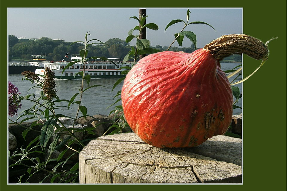 Gestern am Rhein...