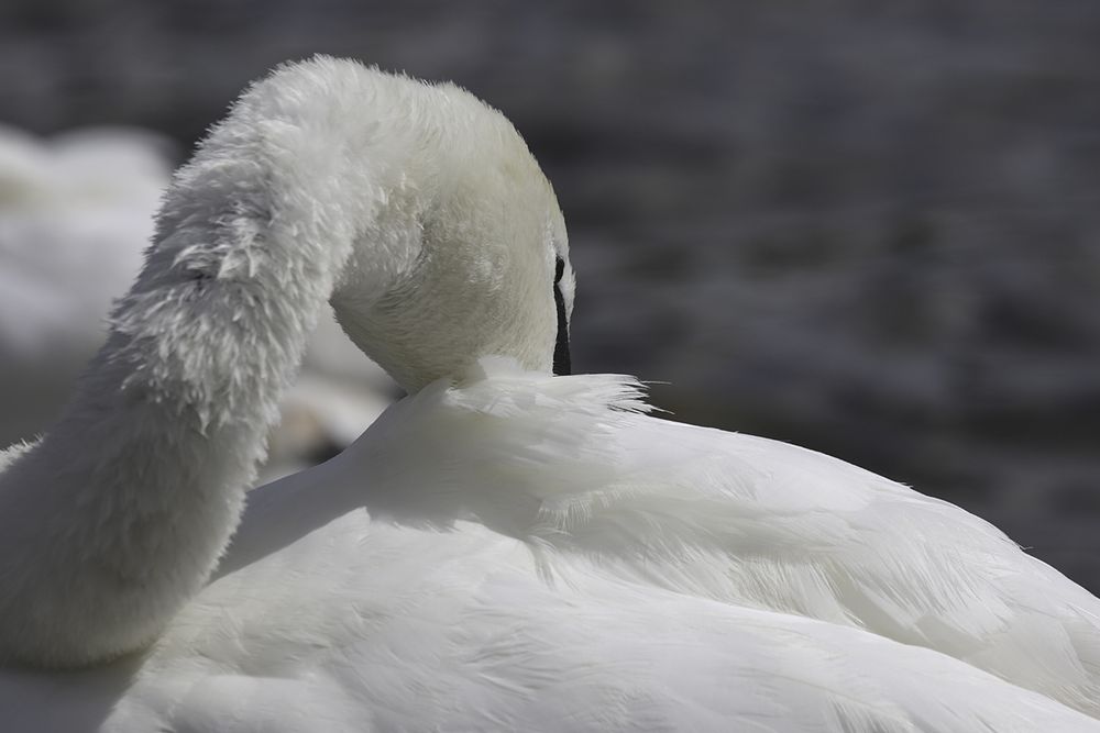 Gestern am Rhein