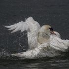 Gestern am Rhein