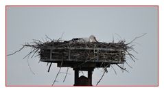 Gestern am Storchennest in Salzderhelden. Die Störchin brütet noch einmal !