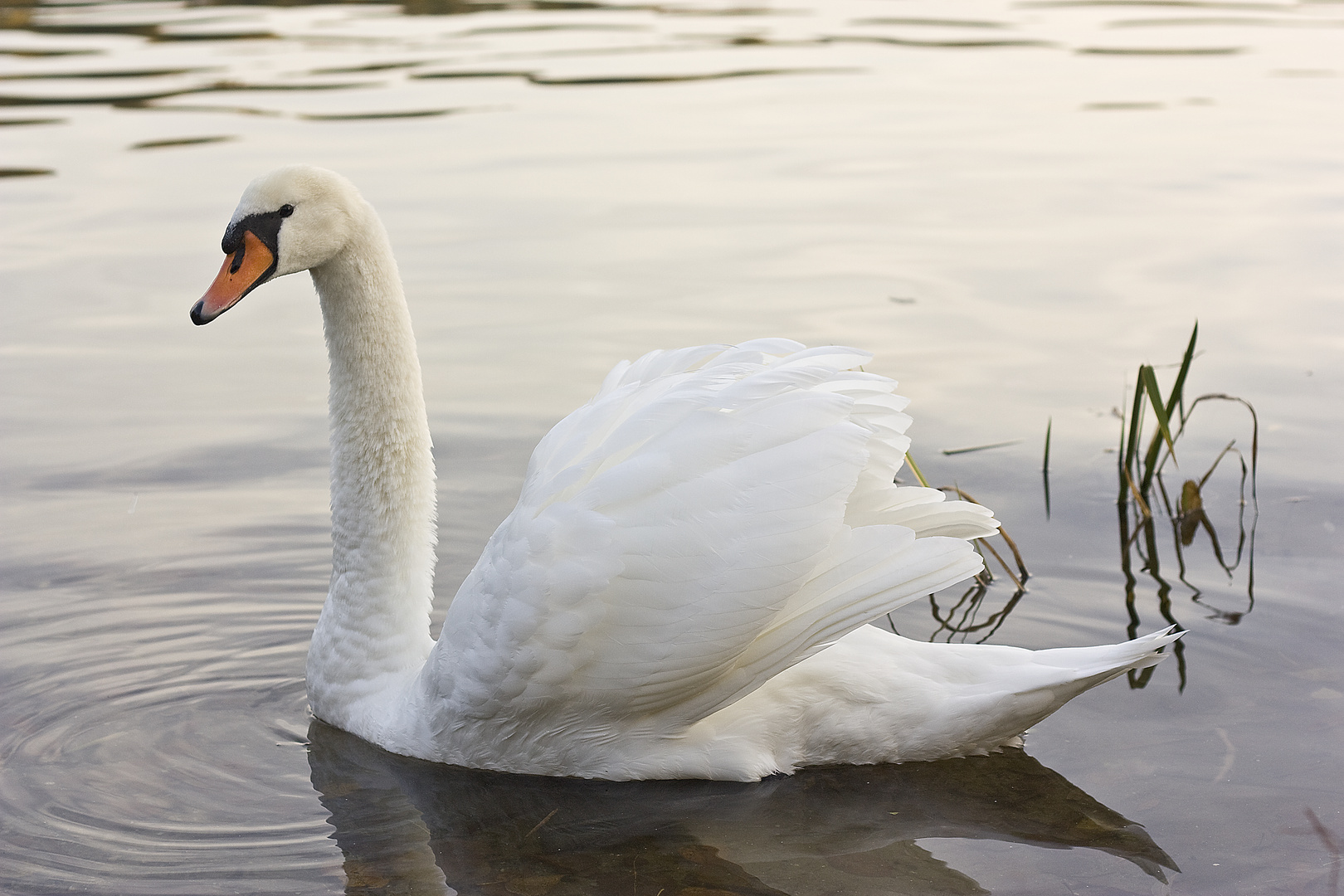 Gestern an der Havel, erst fand er mich interessant....