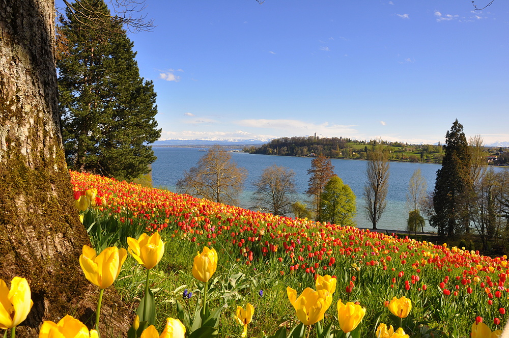 Gestern auf der Mainau II