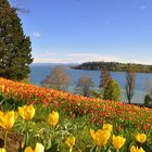 Gestern auf der Mainau II