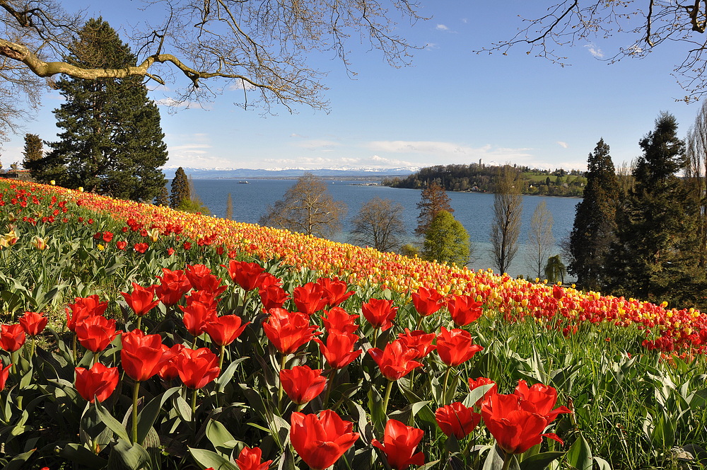 Gestern auf der Mainau III