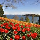 Gestern auf der Mainau III