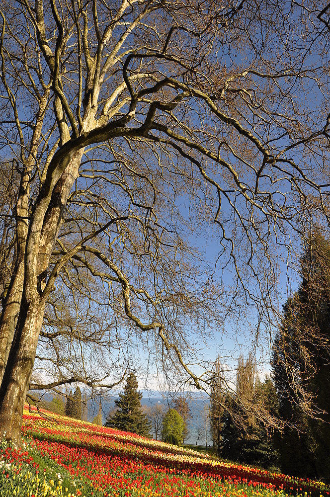 Gestern auf der Mainau IV