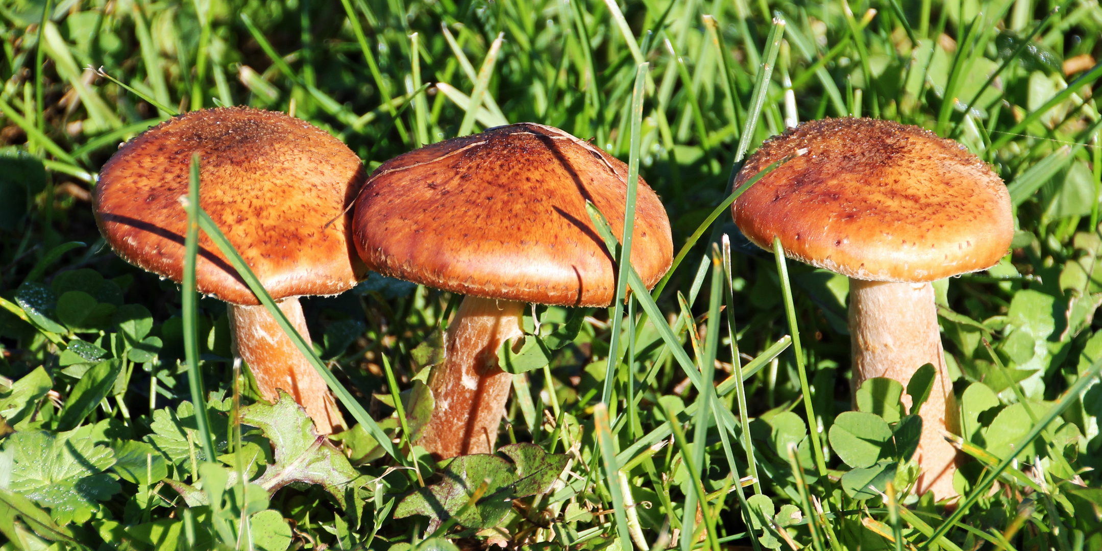 Gestern auf einer grünen Wiese