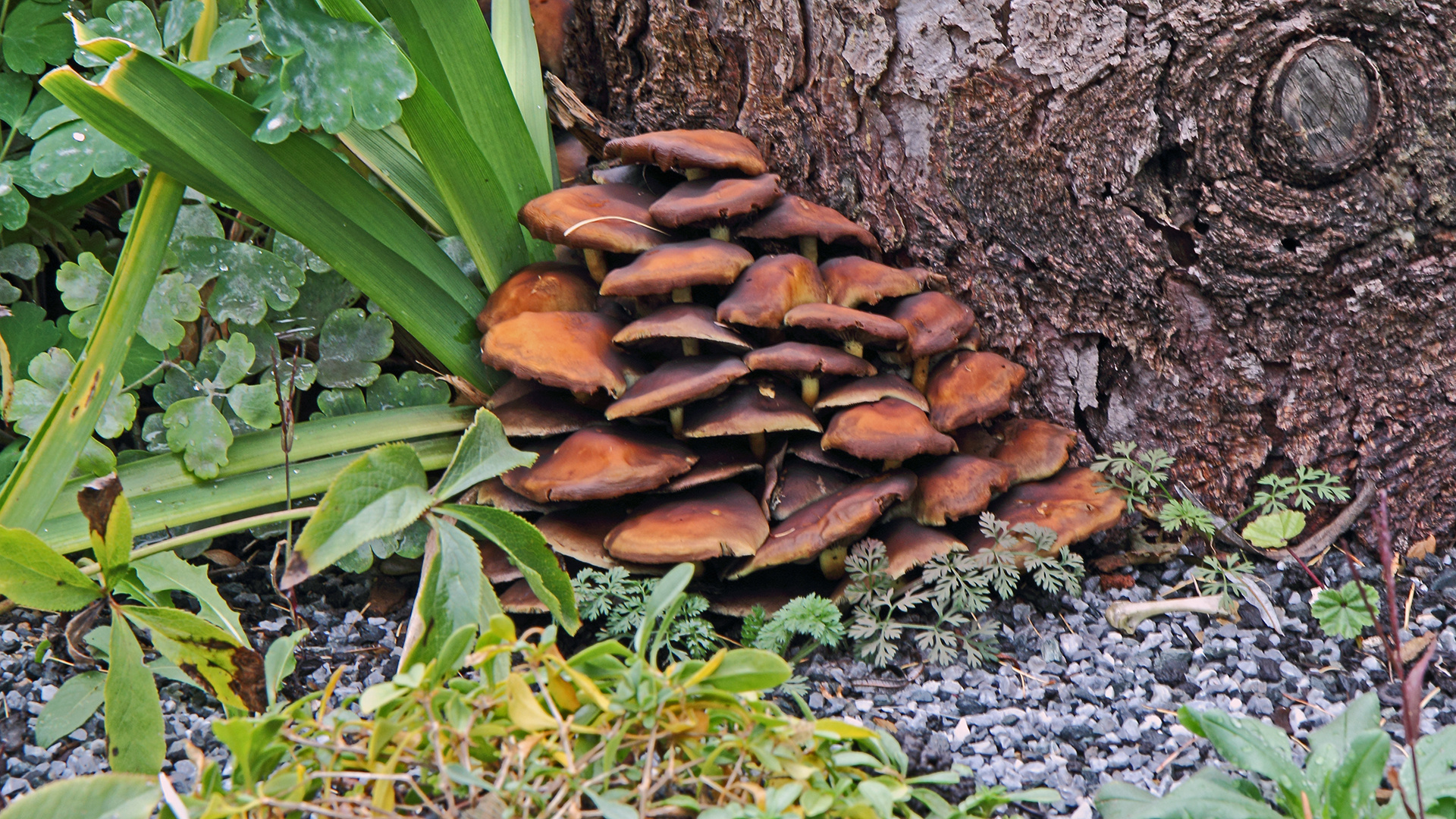 Gestern bei bedecktem Himmel im Garten aufgenommen...