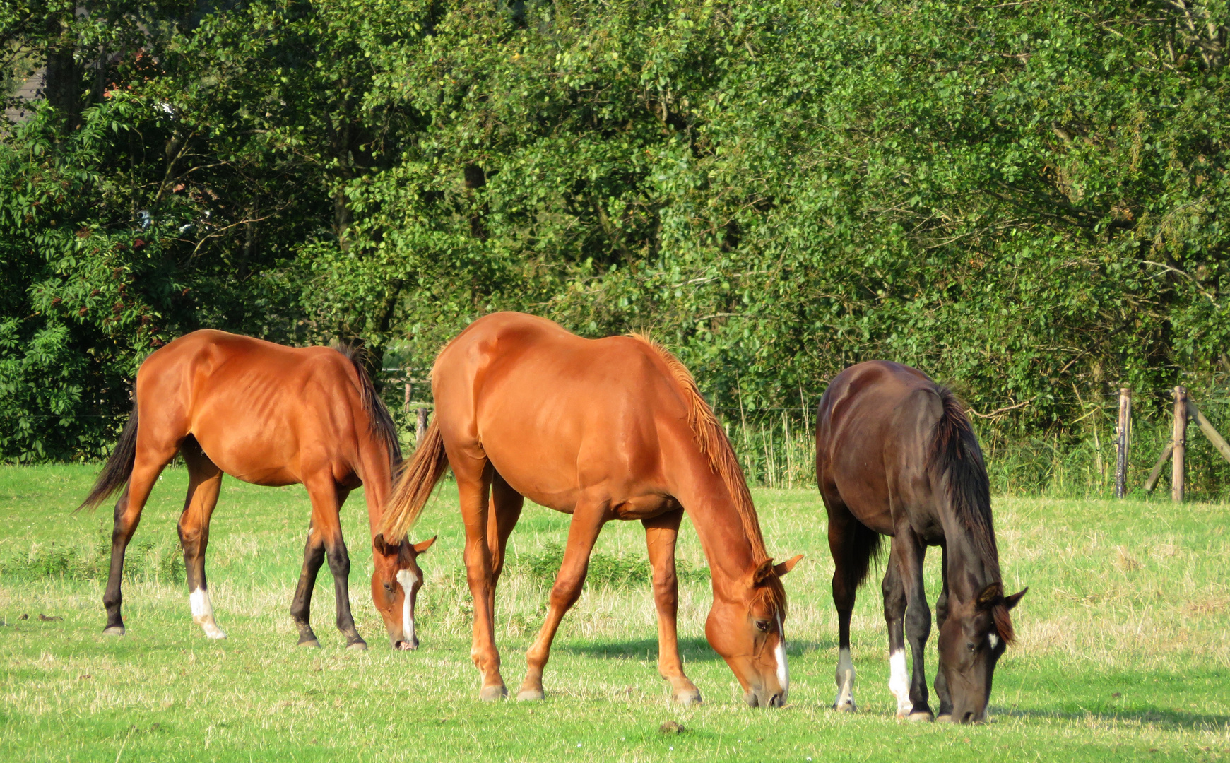 gestern bei den jungen Hannoveraner Hengsten Foto & Bild