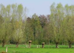 Gestern bei einem Spaziergang .