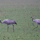 Gestern bei Nieselregen