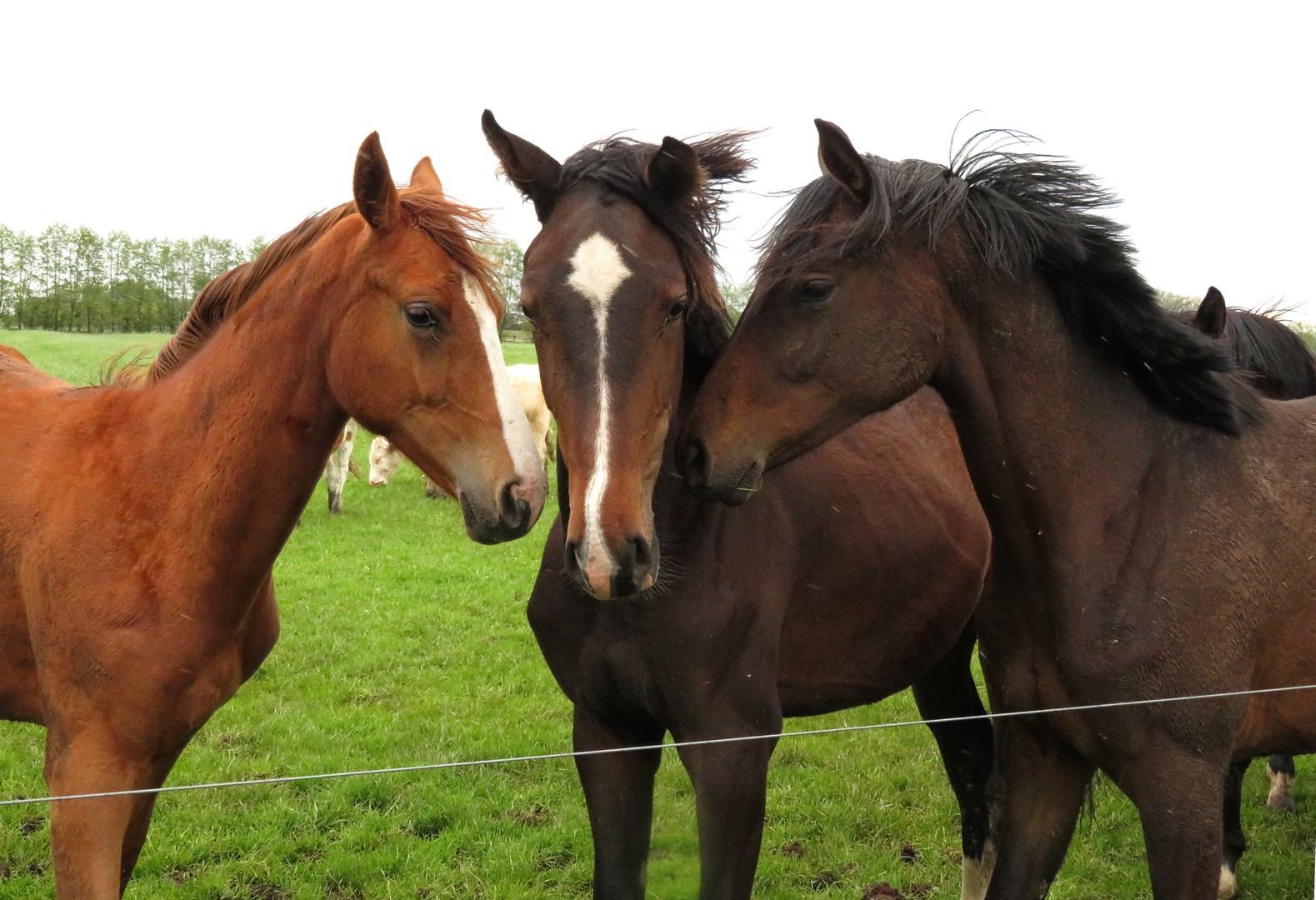 Gestern bei Regen und Wind ... 