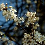 Gestern bei tiefblauem Himmel