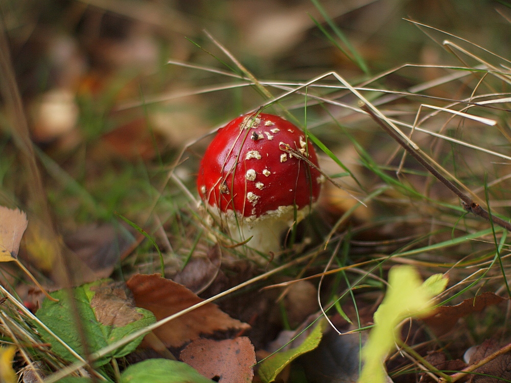 Gestern beim Sonntagsspaziergang