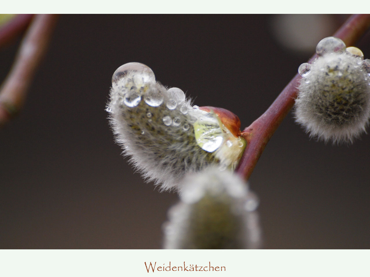 gestern beim Sonntagsspaziergang in strömendem Regen