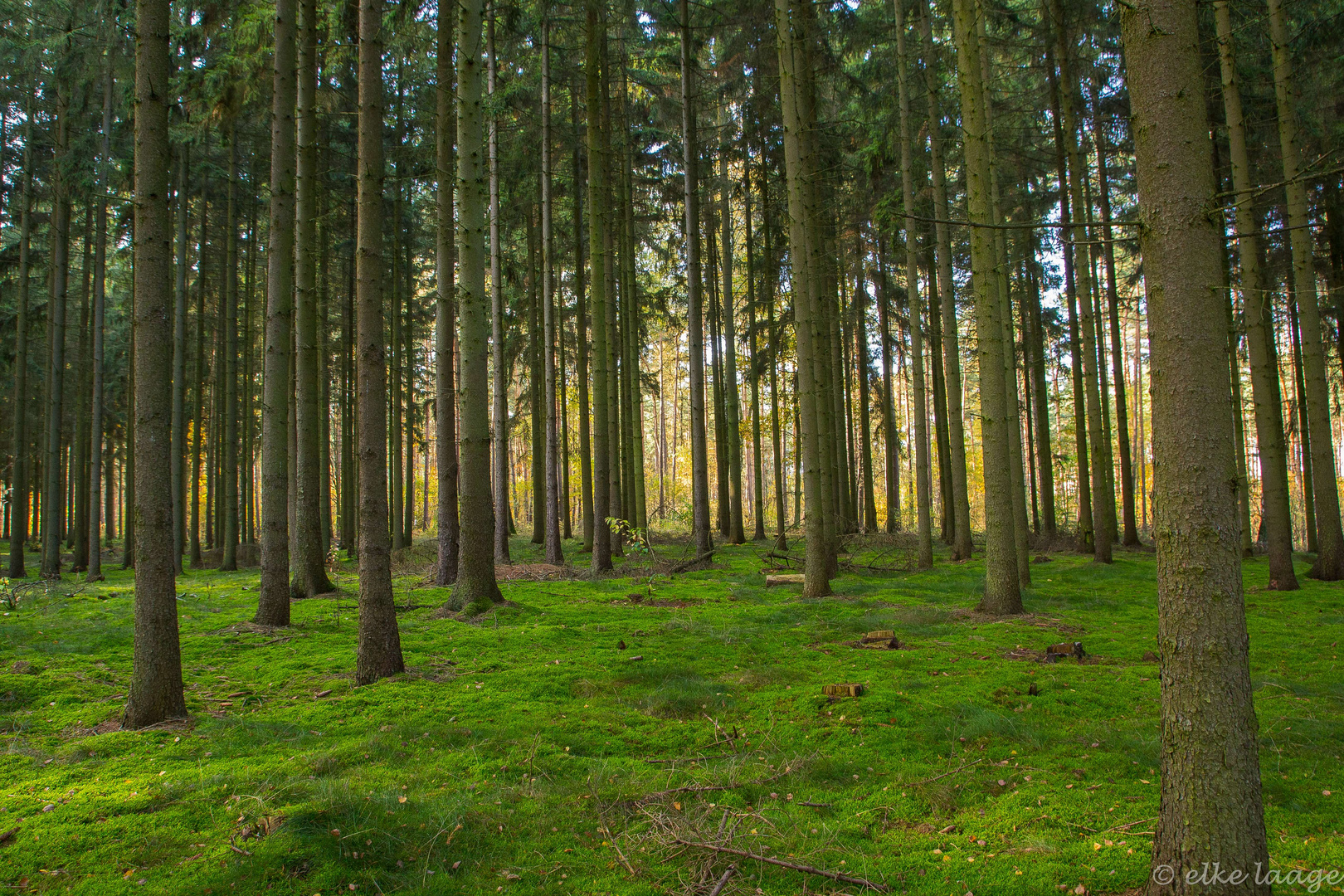 gestern beim Waldspaziergang 1