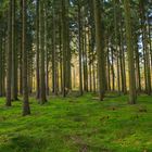 gestern beim Waldspaziergang 1