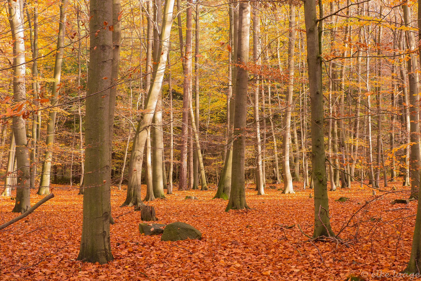 gestern beim Waldspaziergang 2