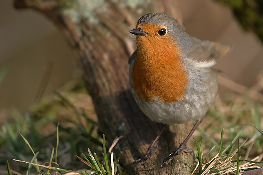 gestern den Jungvogel ...