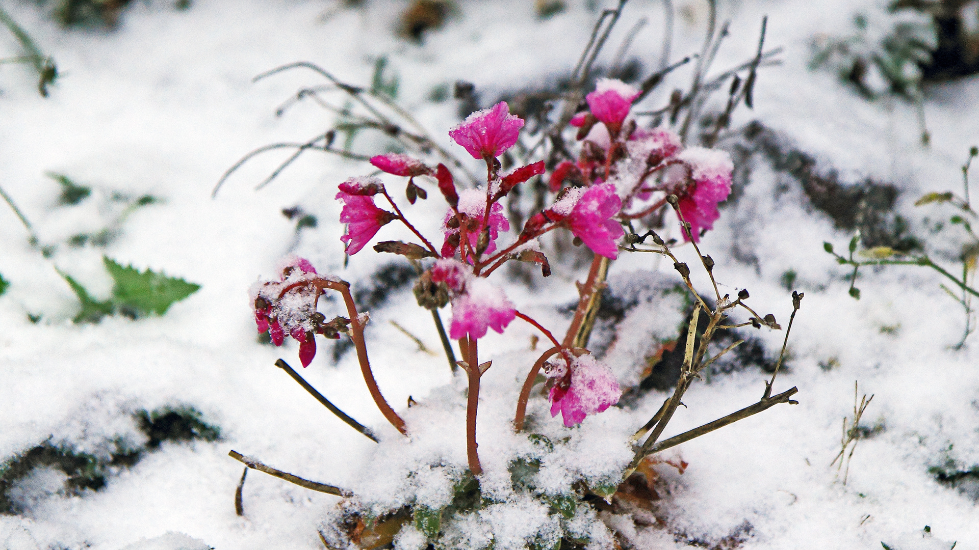 Gestern der erste Schnee für einige Stunden und über Dohna un dem Müglitztal waren ca 2- 3 cm ...