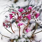 Gestern der erste Schnee für einige Stunden und über Dohna un dem Müglitztal waren ca 2- 3 cm ...