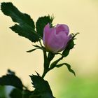 Gestern habe ich eine Hunds-Rose (Rosa canina) entdeckt...