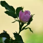 Gestern habe ich eine Hunds-Rose (Rosa canina) entdeckt...