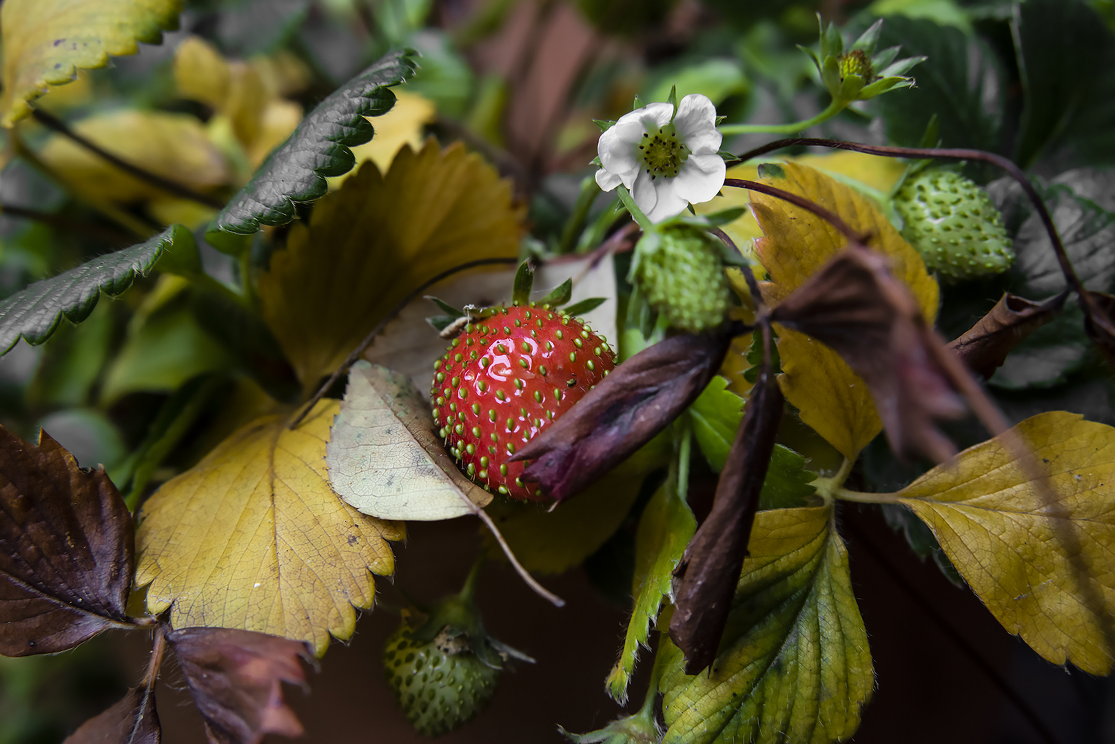 Gestern hat es noch geschneit - heut' sind schon die Erdbeeren reif