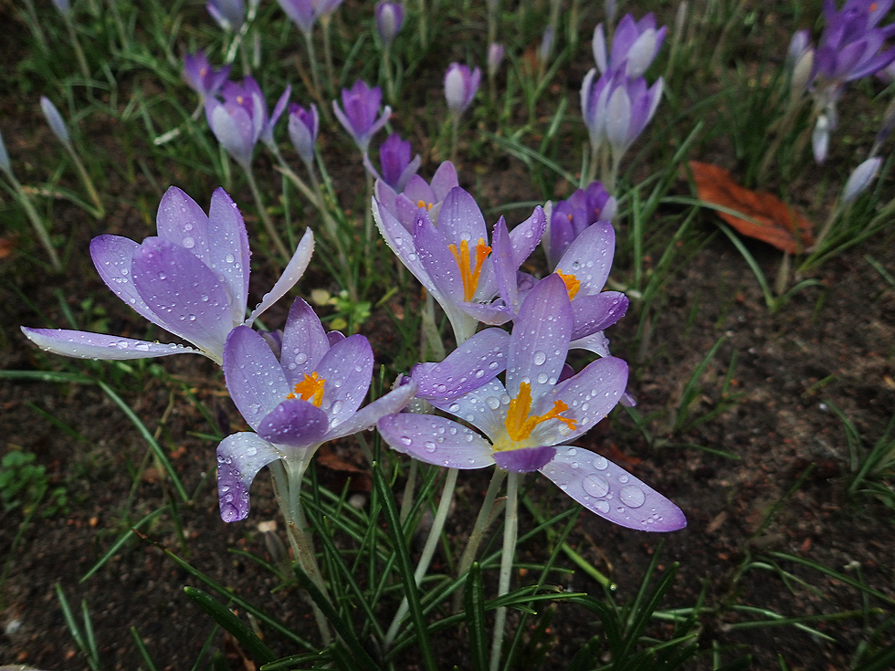 Gestern hatte ich Regen...