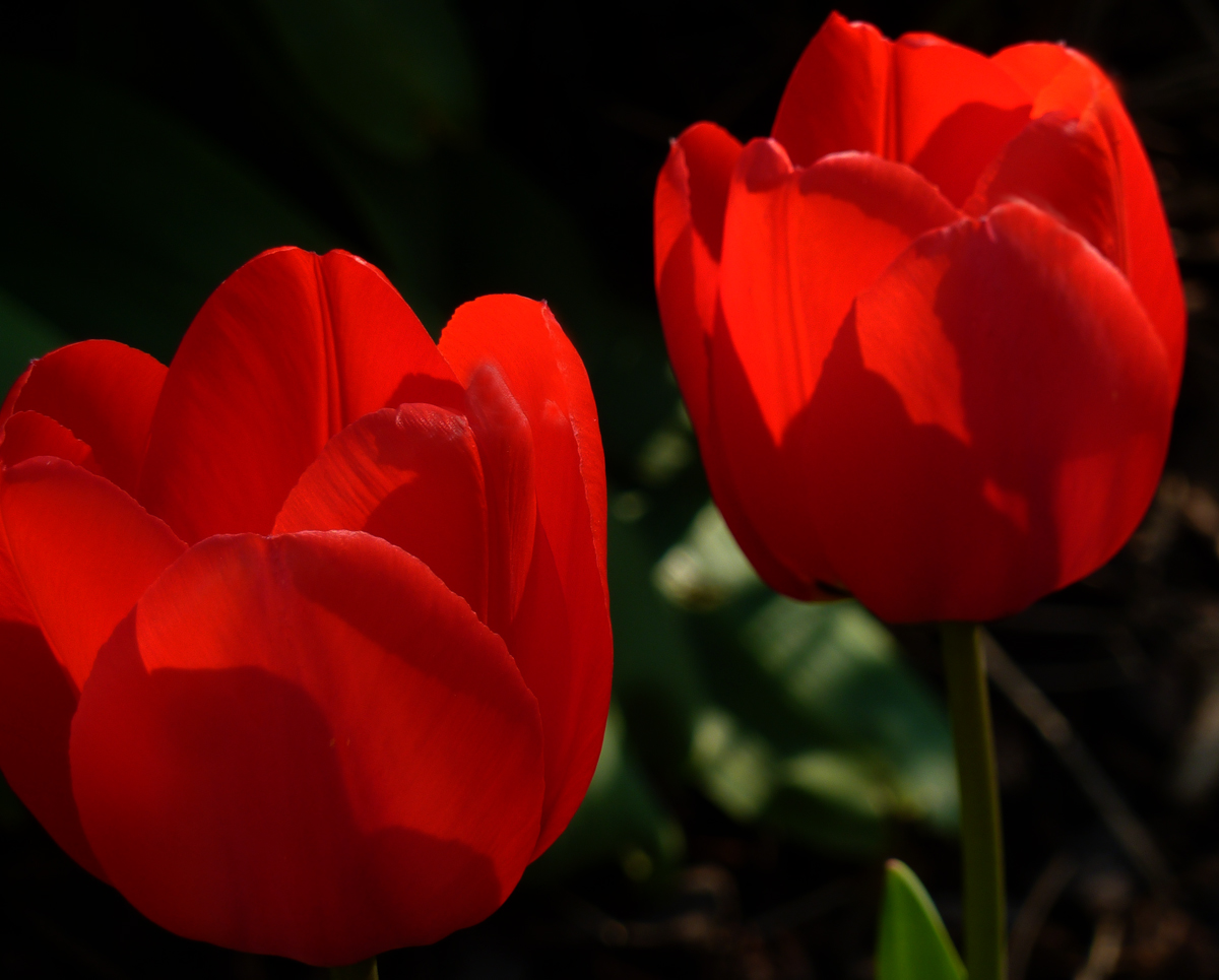 Gestern hier im Garten