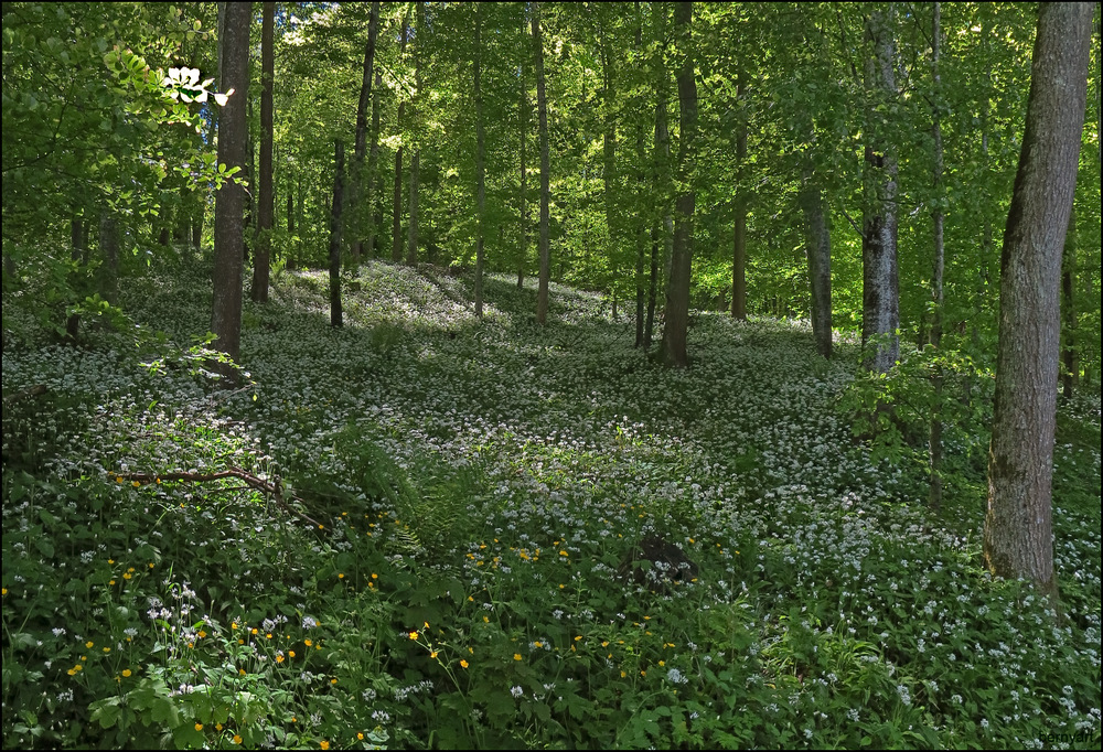 gestern im Bärlauchwald