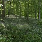 gestern im Bärlauchwald