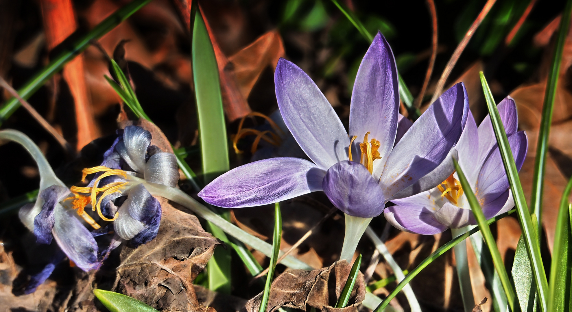 ... gestern im berggarten hannover         