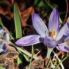 ... gestern im berggarten hannover         