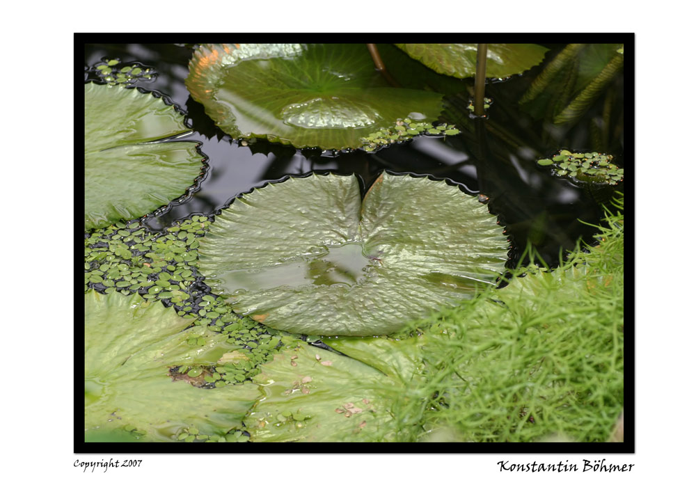 Gestern im Botanischen Garten...