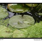 Gestern im Botanischen Garten...