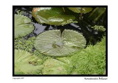 Gestern im Botanischen Garten...