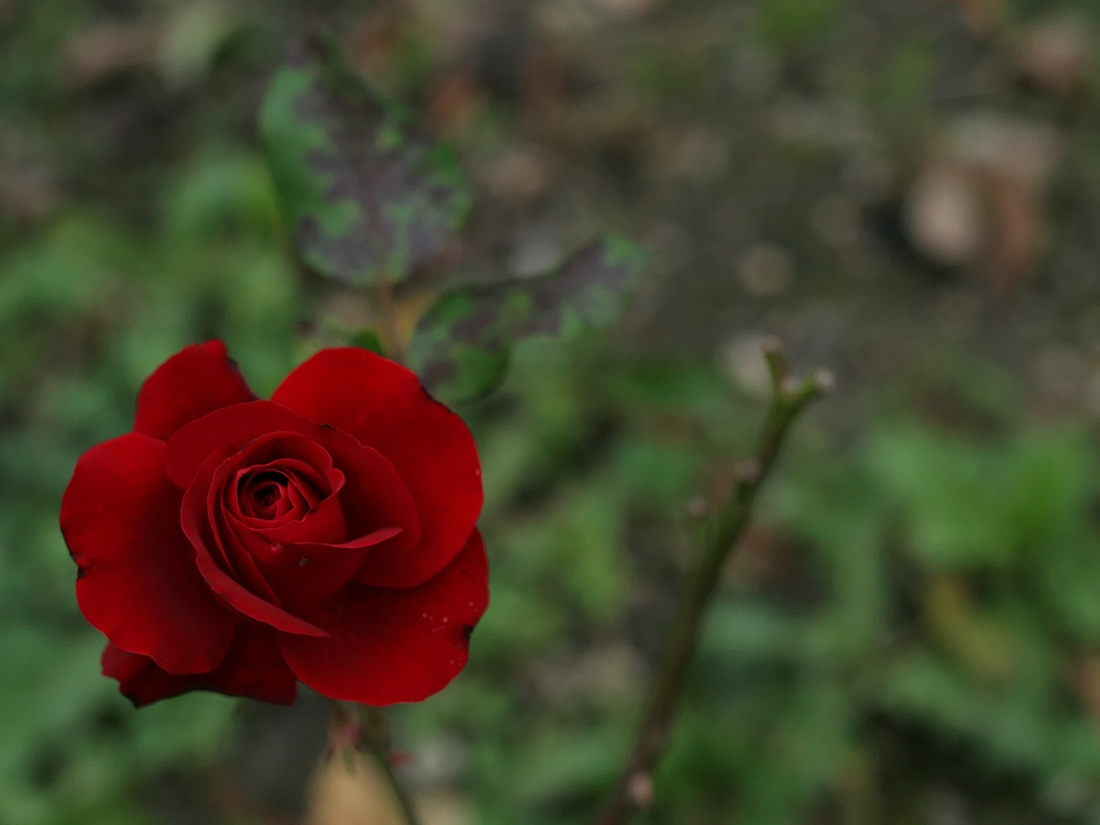 Gestern im Donaukanal-Rosarium (2)